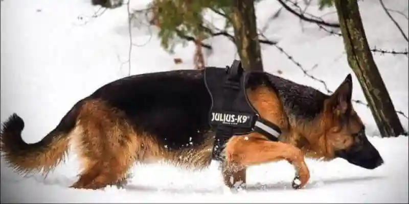 K9