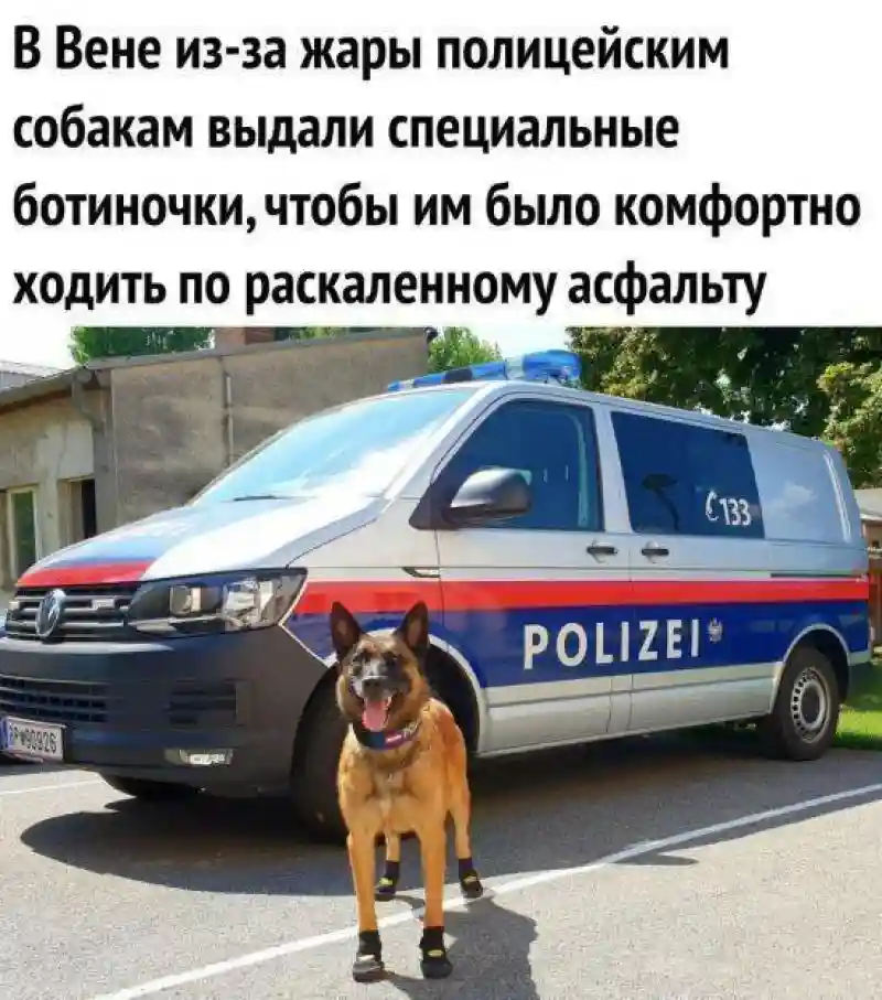 K9