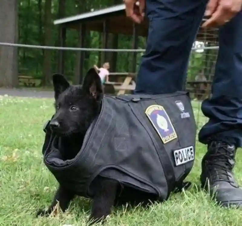 K9