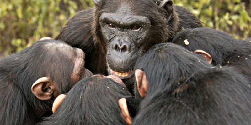 Обезьяний геноцид: чем мы отличаемся от шимпанзе?