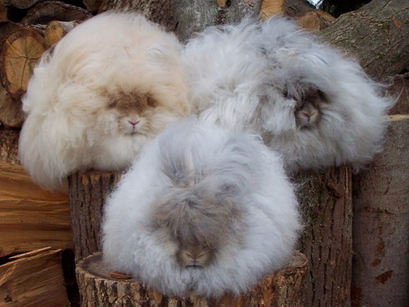 Ангорские кролики: рекордсмены среди пушистиков