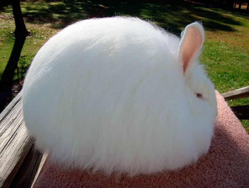 Ангорские кролики: рекордсмены среди пушистиков