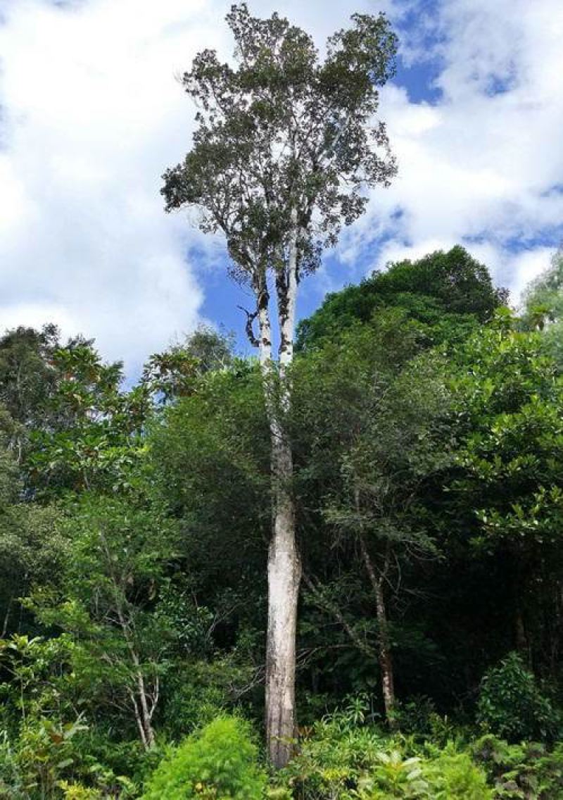Поразительное дерево, которое источает металл