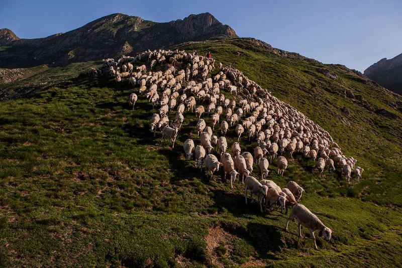 Школа пастухов в объективе испанского фотографа Джоана Альвадо