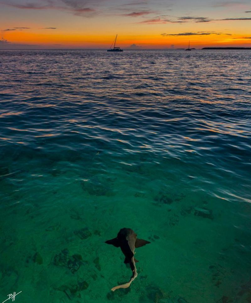 Красота подводного мира на снимках Бена Хикса