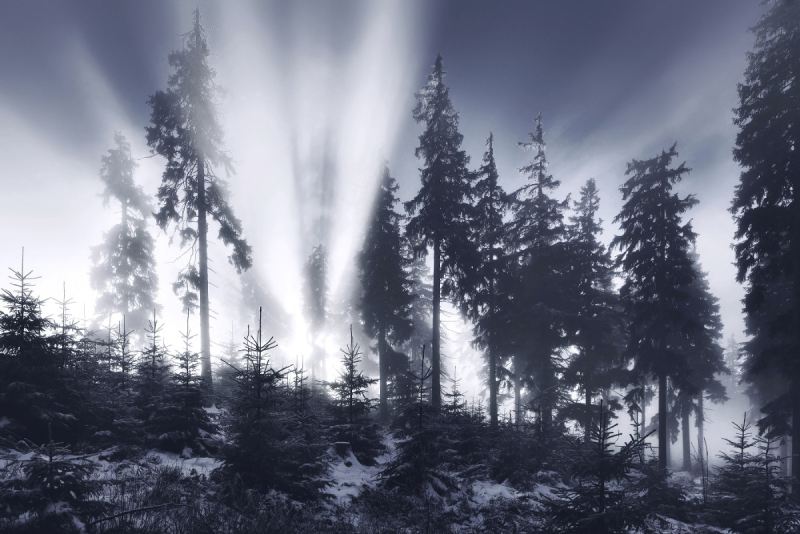 Пейзажные снимки заснеженных горных лесов Европы