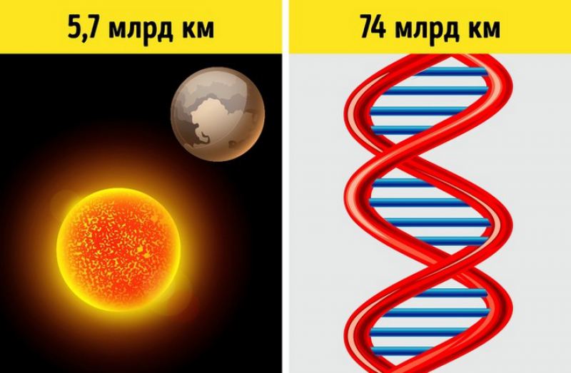 5 фактов о ДНК помогут понять, как устроена живая природа