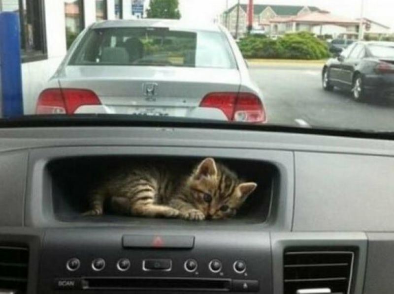 Котейки всегда найдут там, где тепло