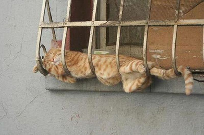 Котейки всегда найдут там, где тепло
