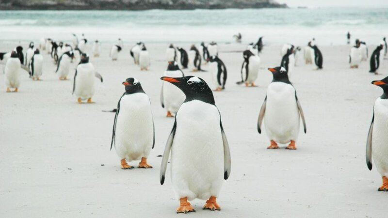 На продажу выставлен остров Фолклендского архипелага: пингвины