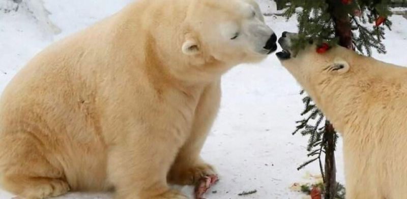 Новогодняя ёлка для полярных мишек в Красноярском зоопарке