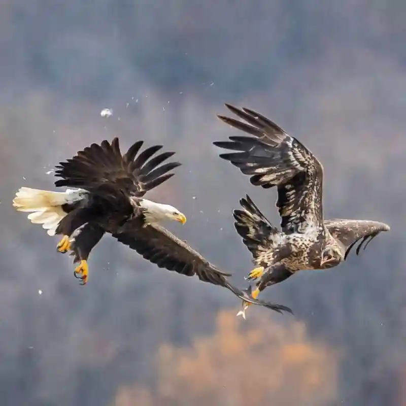 Красота птиц на фотографиях Адама Берри