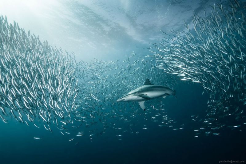 Подводный мир в фотографиях Александра Сафонова