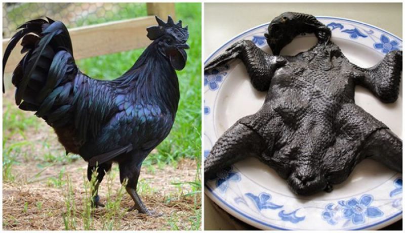 Аям чемани — уникальная порода кур черного цвета