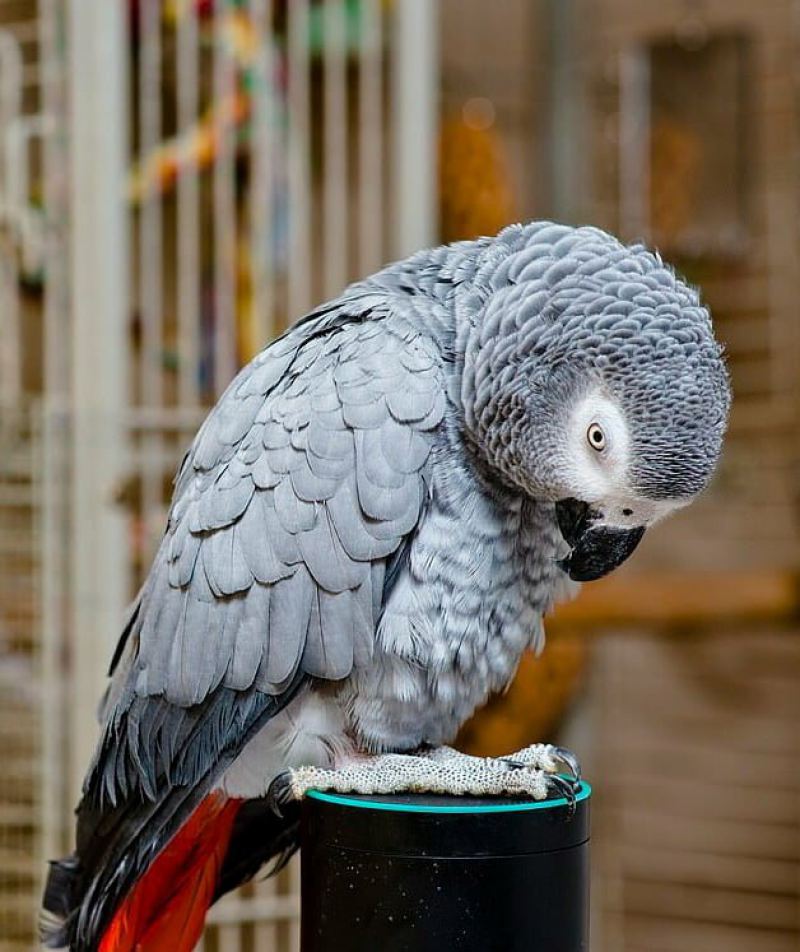 Хитрый попугай любит заказывать вкусняшки с Amazon через голосового