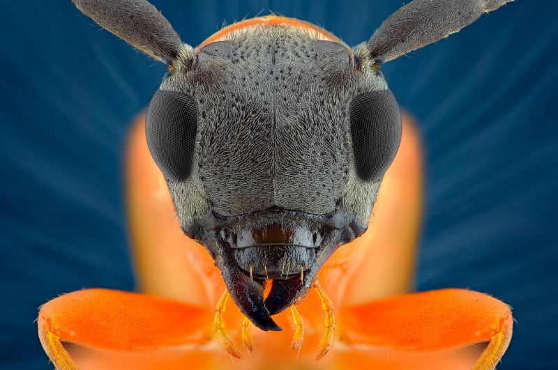 Захватывающие макроснимки насекомых Yudy Sauw
