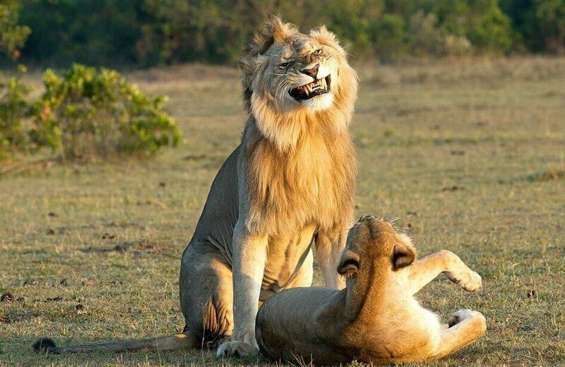 Рык любви: брачные игры львов в заповеднике Масаи-Мара