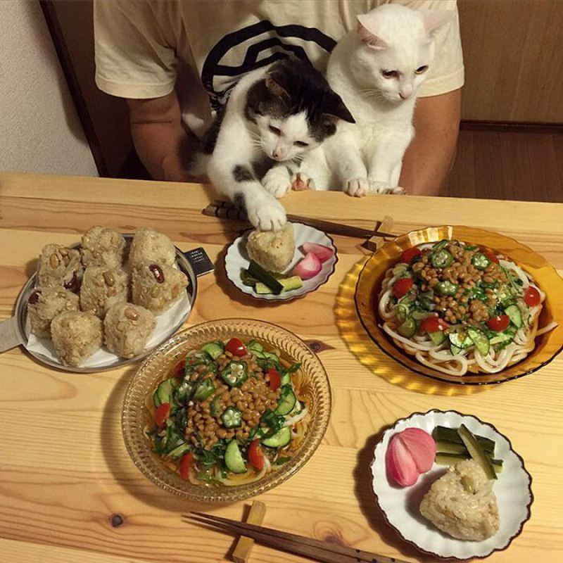Любопытные дегустаторы: забавные реакции двух кошек на еду хозяев
