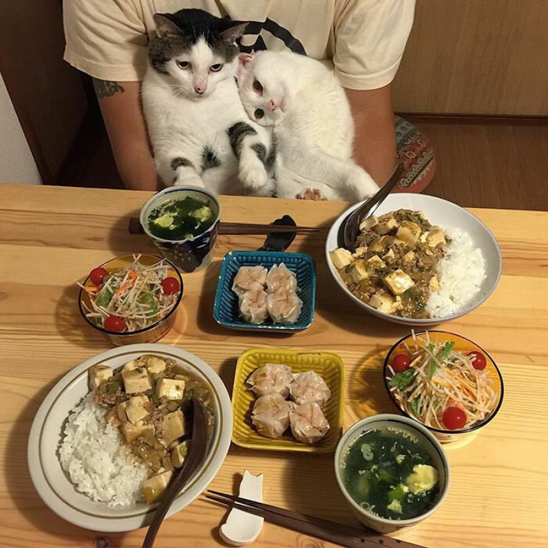 Любопытные дегустаторы: забавные реакции двух кошек на еду хозяев