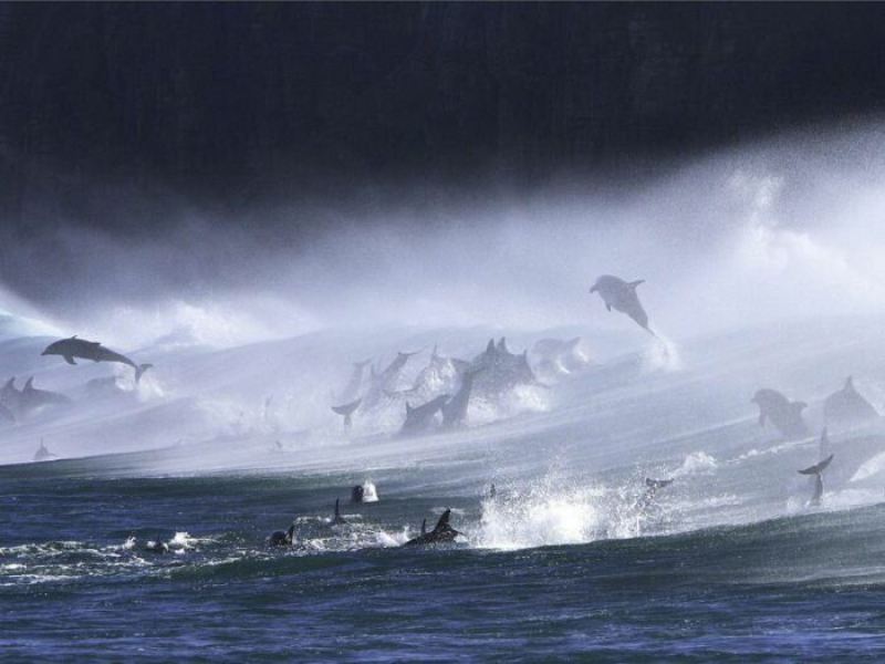 Пестрый мир дельфинов