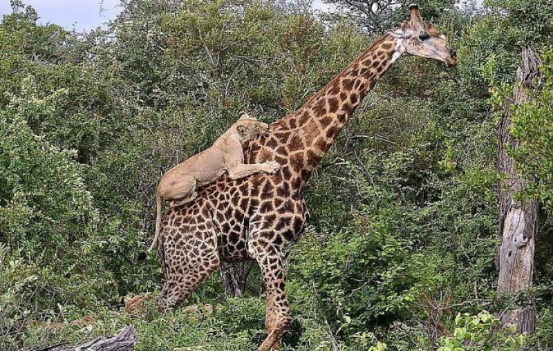 Жираф отбился от шести голодных titcat в африканском парке дикой 