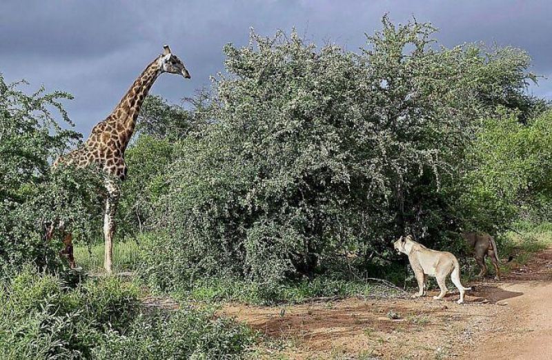 Жираф отбился от шести голодных titcat в африканском парке дикой