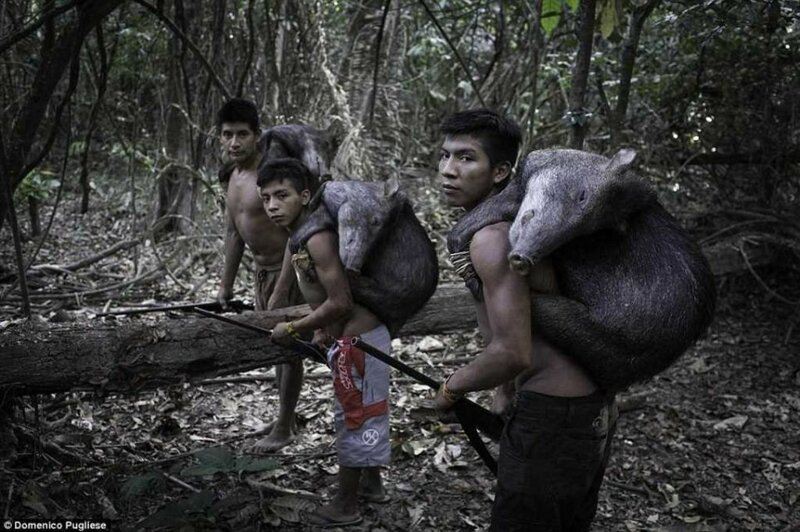 Эти люди племени Ава живут в полной гармонии с джунглями!