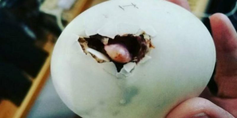 Женщина купила в ресторане яйцо и вывела из него очаровательного