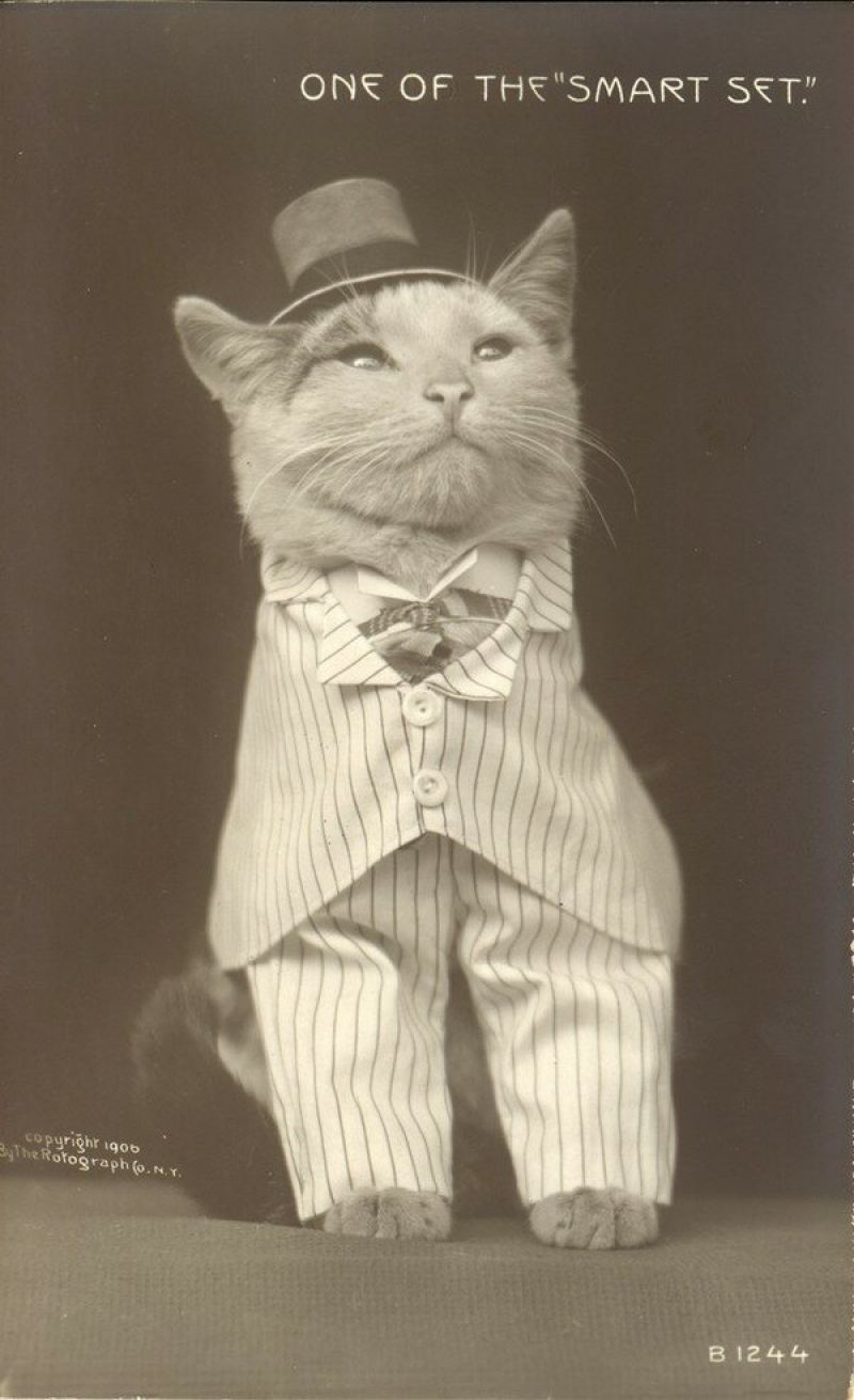 Очаровательные винтажные кошки, которые докажут, что коты правили