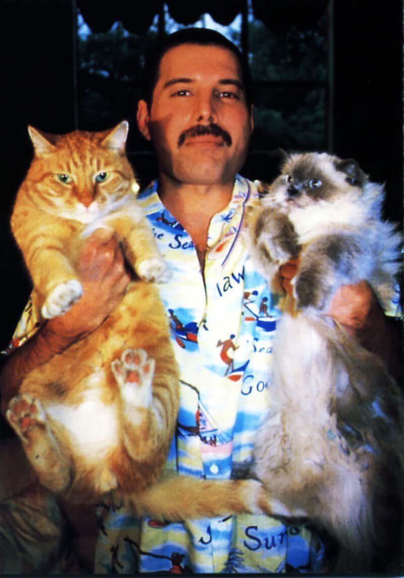 Фредди Меркьюри и его кошки, которых он очень любил и относился