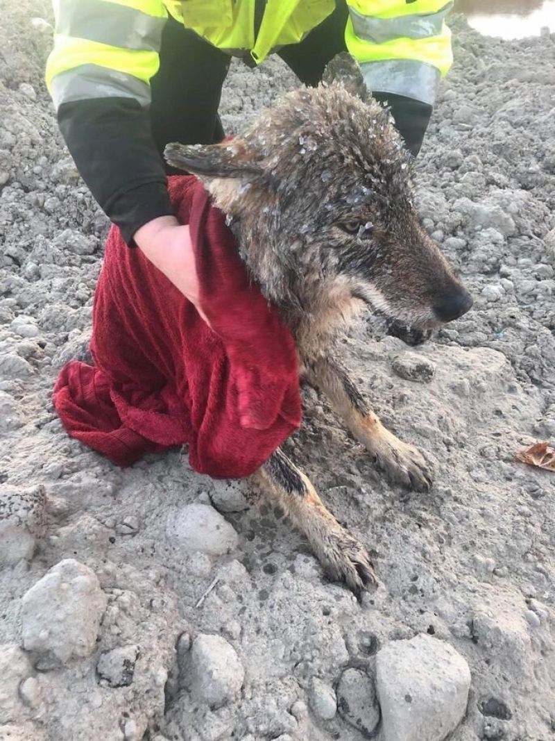 Мужчины спасли из ледяной реки собаку, которая оказалась волком