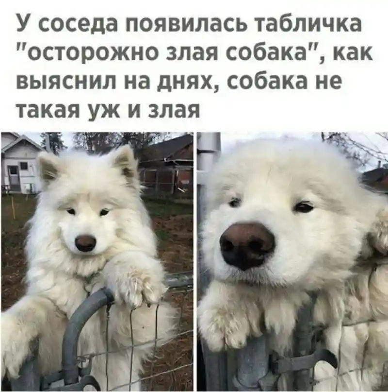 Прикольные и смешные картинки