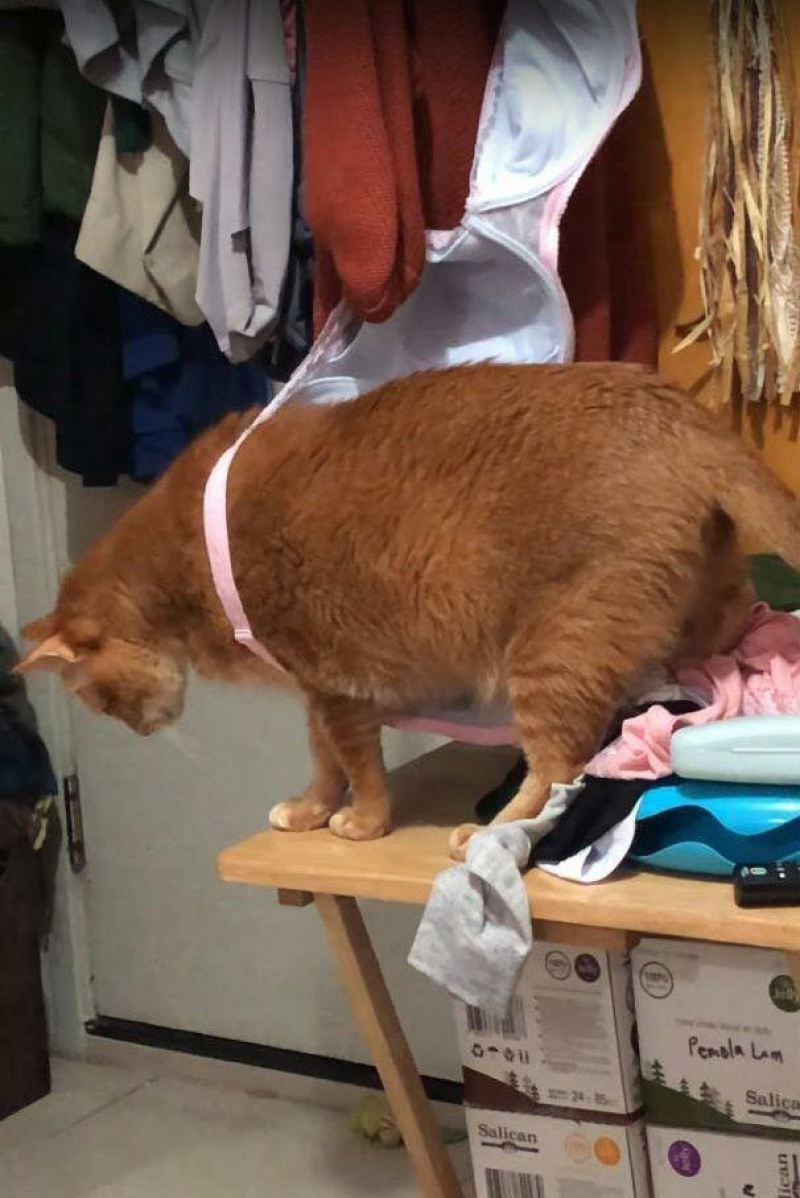 Забавное видео, как рыжая кошка застряла в бюстгальтере