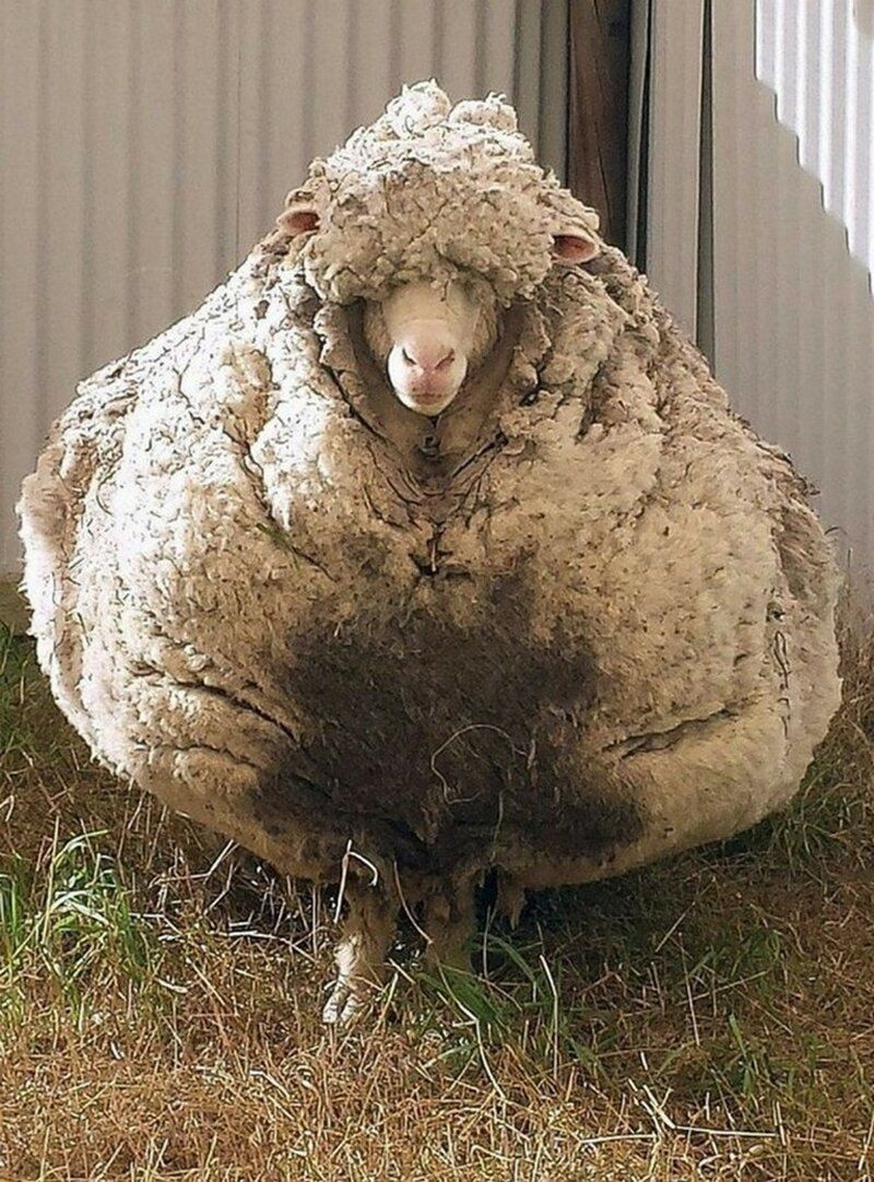 Что сделает природа с овцой-мериносом за 5 лет бродяжничества