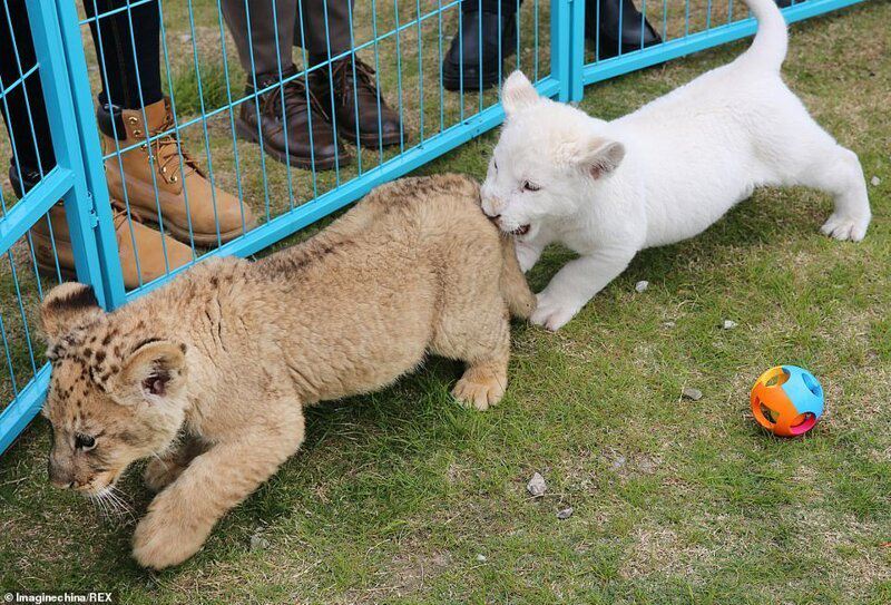 В китайском зоопарке растет редкий белый львенок