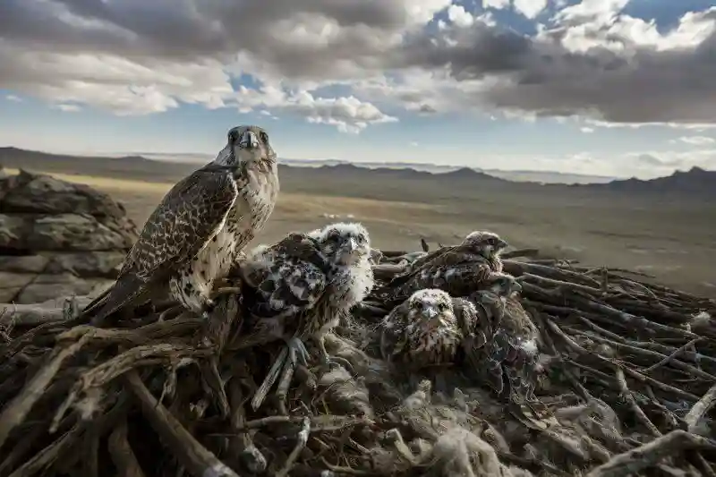 Лучшие журналистские фотографии - 2019