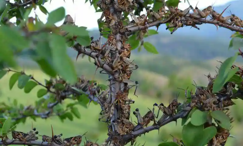 Казни египетские