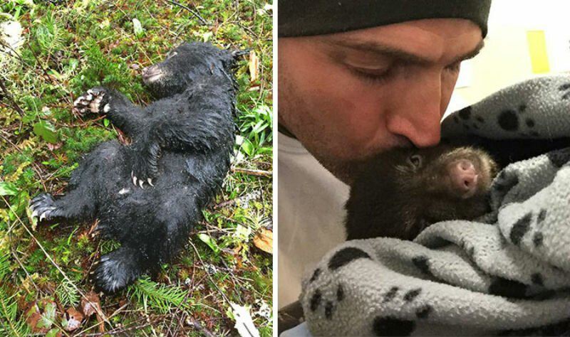 Фотограф спас умирающего медвежонка, рискуя попасть за это в тюрьму