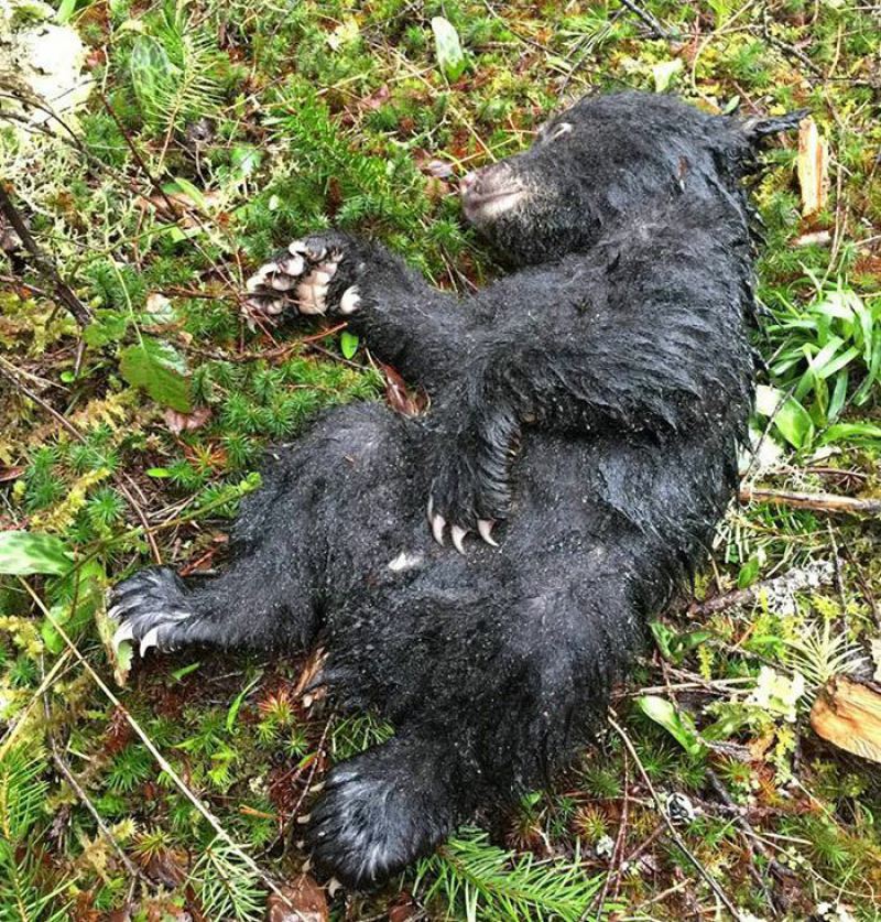 Фотограф спас умирающего медвежонка, рискуя попасть за это в тюрьму