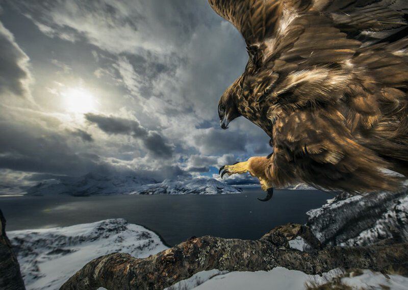 Наша удивительная планета: 30 лучших снимков дикой природы за 2019 год