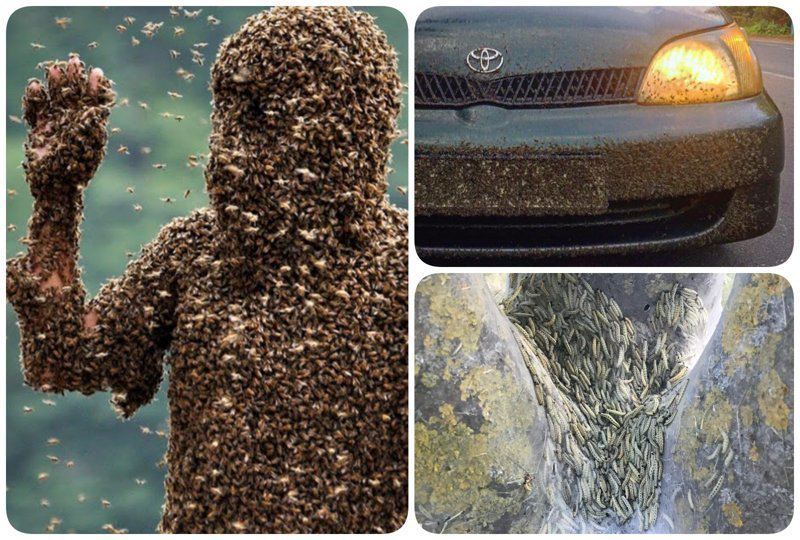 Ад на Земле: нашествие насекомых в России, как первый признак апокалипсиса