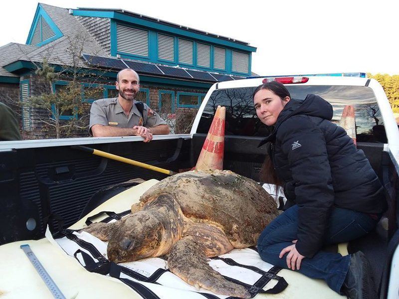 Американские экологи обнаружили сотни морских черепах, замерзших насмерть у берегов Кейп-Кода
