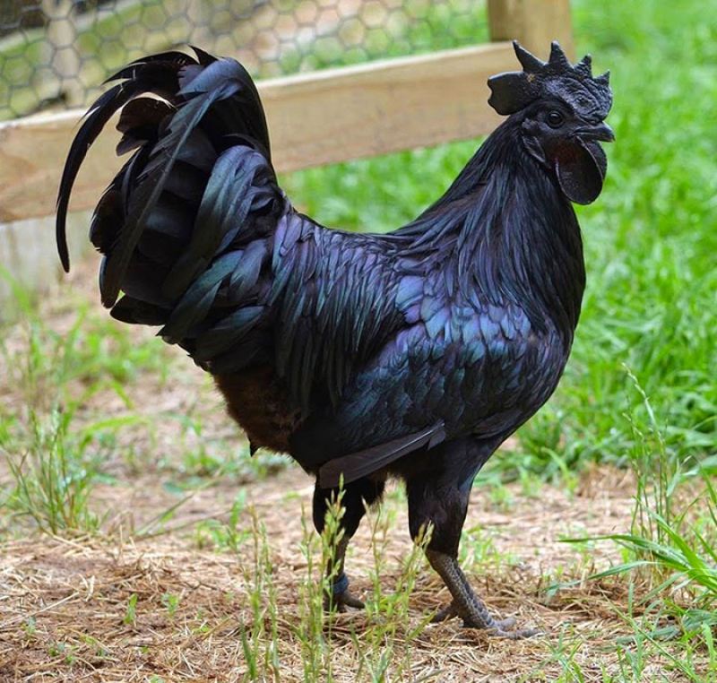 Аям чемани — уникальная порода кур черного цвета