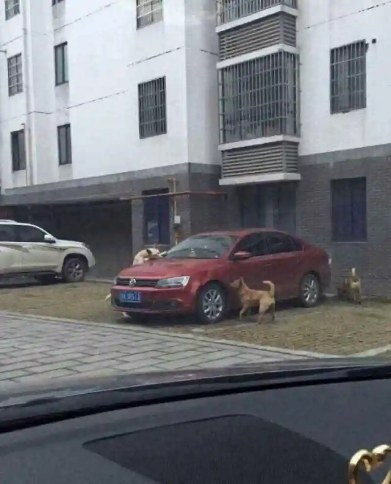 Бездомные собаки решили полакомиться автомобилем