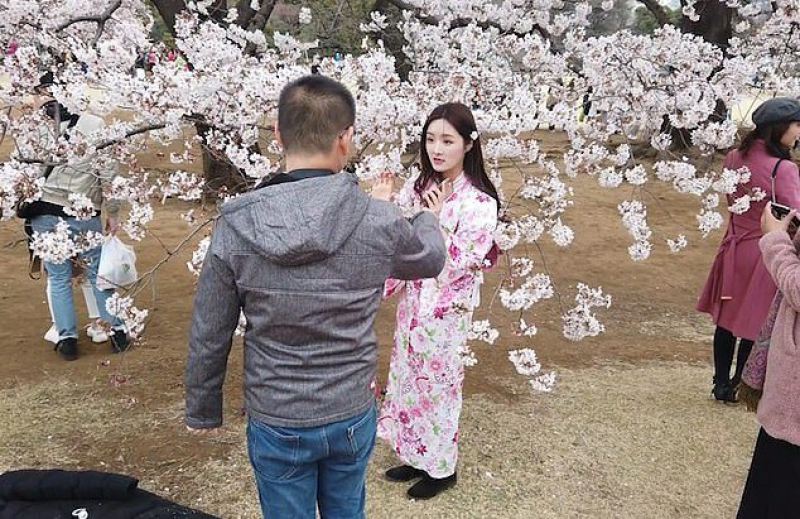 Девушка смешно руководит парнем, чтобы тот правильно её сфотографировал возле цветущей сакуры