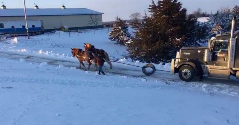 Две лошадиные силы спасают грузовик, застрявший на ледяной горке