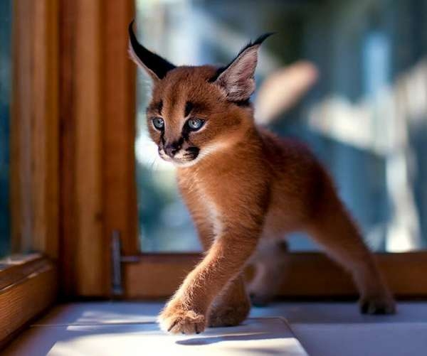 10 самых красивых кошек