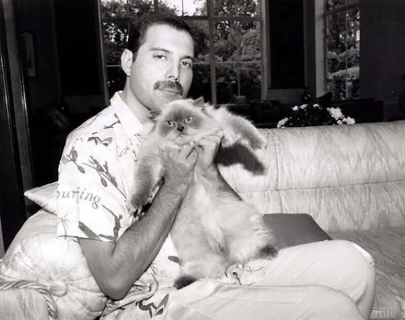 Фредди Меркьюри и его кошки, которых он очень любил и относился