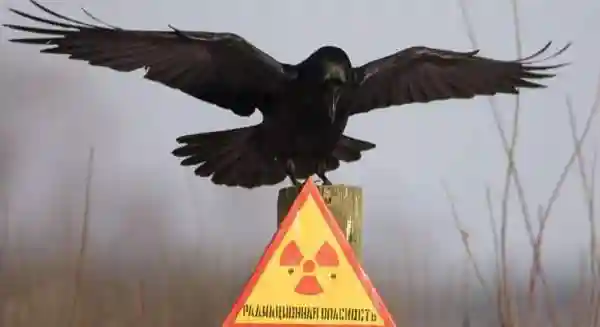 Животные Чернобыля
