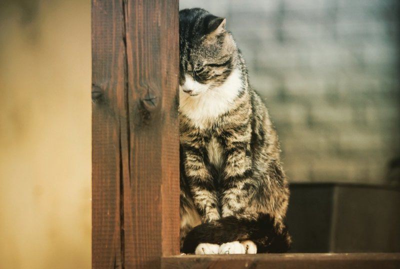 Горожанам запретили держать дома больше двух котов